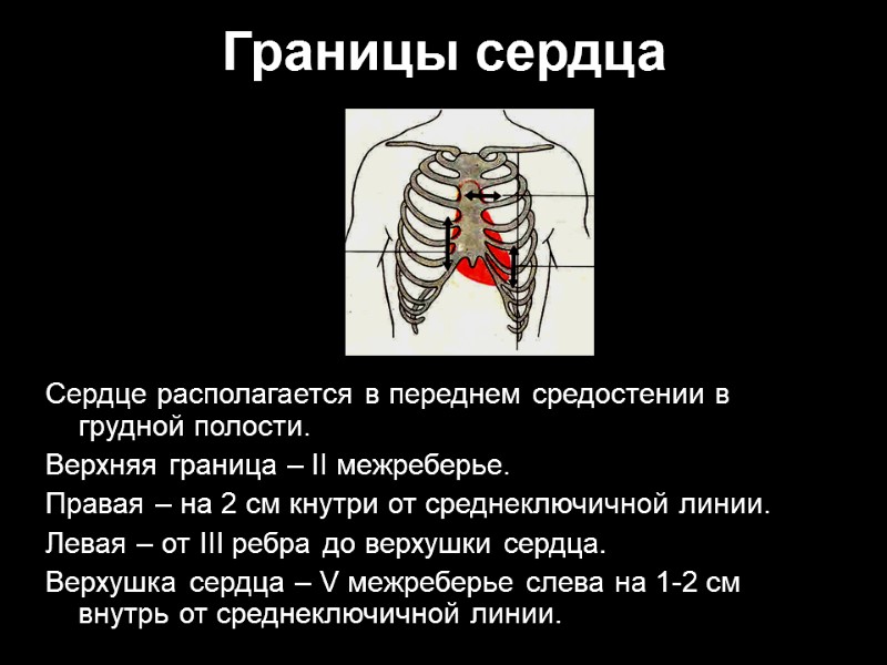 Границы сердца Сердце располагается в переднем средостении в грудной полости. Верхняя граница – II